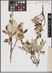 Foto von Salix krylovii E. L. Wolf